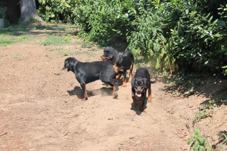 Wess, Odin e Oxa